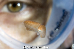 freshly hatched cuttlefish by Chris Hamilton 